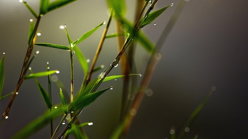 moisture, water, drops, 1080P, plant, macro, photo, droplet, macro photography, twig, close up, leaf, plant stem, photography, dew