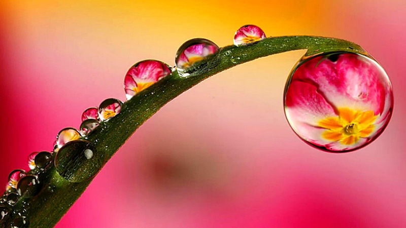 macro photography, flora, 1080P, drop, plant, dew, close up, water, leaf, moisture, petal