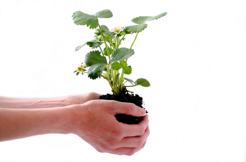 plant part, growing, life, seedling, concept, hand, human finger, grow, strawberry, vulnerability, green plants, human body part, ecology, nature, plant