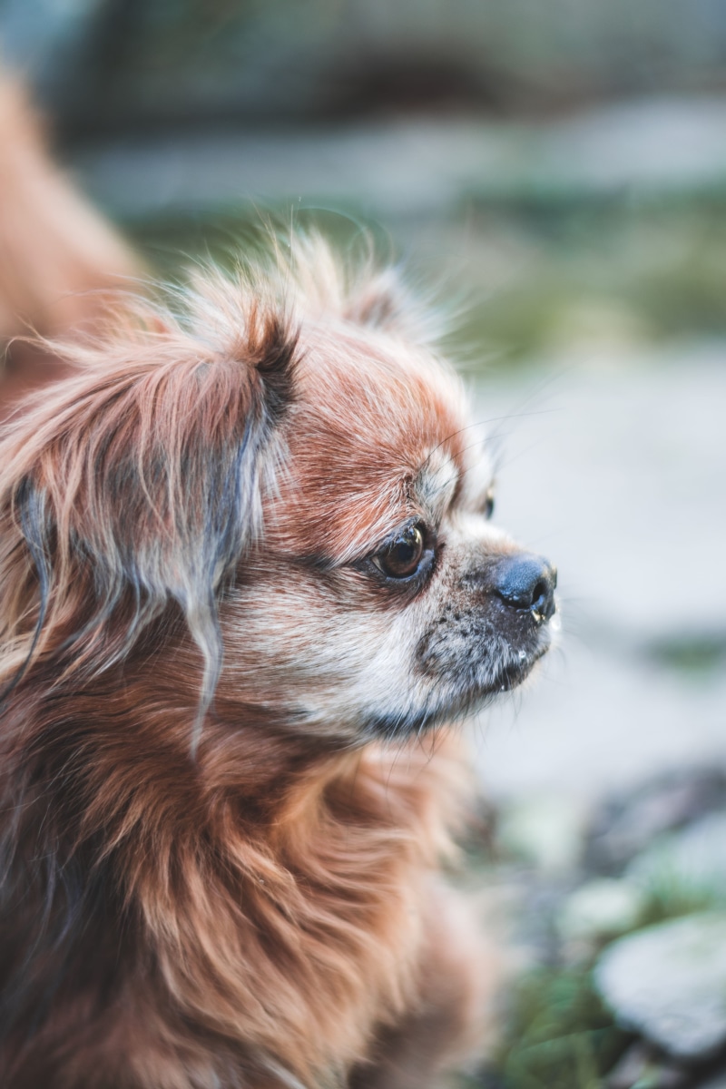 side view, domestic, cute, mammal, pets, focus on foreground, small dog, close-up, puffy, no people, looking away, domestic animals, animal, forest, lap dog