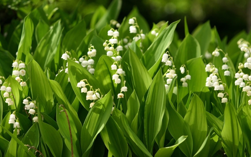 petaled, White, 1080P, flower, Valley, Small, Flowers, Lily