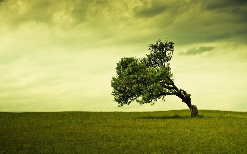 nature, field, tranquil scene, landscape, day, horizon over land, land, growth, grass, sky, scenics - nature, tree, 2K, plant, isolated, outdoors, environment