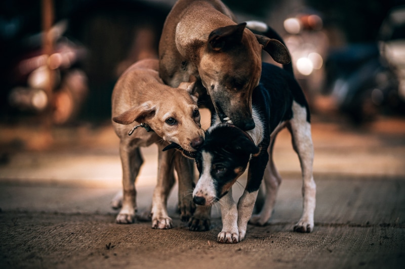 no people, pets, domestic, pariah, dogs, mammal, playing, dog, focus, young animal, street, livestock, three, outdoors, city, day, two animals, indian