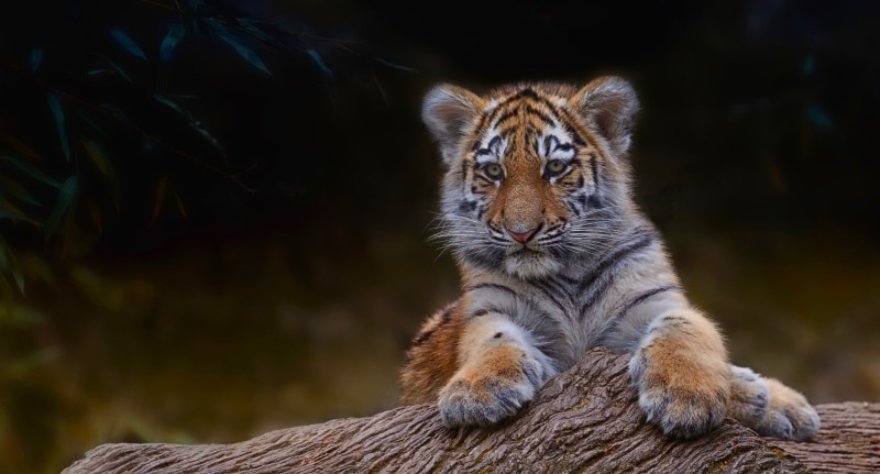 branch, tiger, 1080P, tree, small