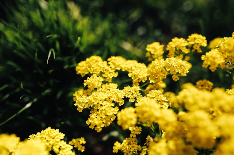 flower, flower head, nature, plant, summer, vulnerability, day, petal, inflorescence, focus on foreground, bloom, outdoors, field, spring, flowering plant