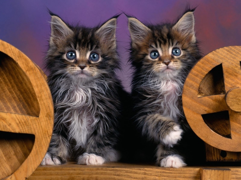 black, small, long, maine, white, 720P, brown, Maine Coon, coated, coon, kittens