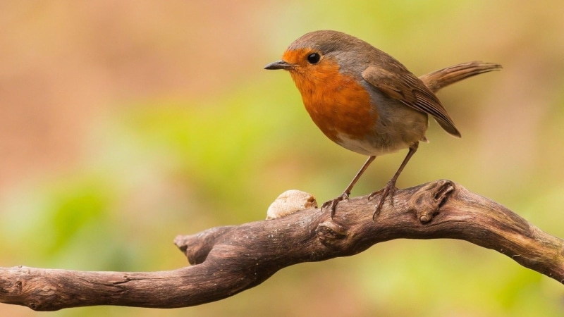 small bird, twig, 1080P, bird, cute