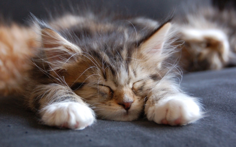 maine, coon, cat, 1080P, sleeping, maine coon cat, cute, small