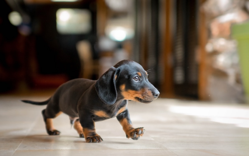 dog, small dog, cute dog, 2K, small