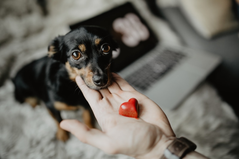 puppy, canine, human body part, mammal, heart, lap dog, hand, animal, 5K, treat, pet owner, human limb, indoors, one animal, human hand, young animal