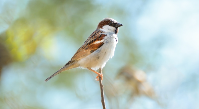 no people, bird beautiful, small sparrow, beautiful small bird, full length, water, bird, vertebrate, tree, beautiful bird, plant, branch, profile view