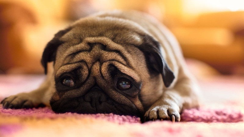 one animal, animal head, fawn, portrait, animal body part, domestic animals, lying down, pets, animal, no people, pug , young animal, puppy, pug, animals