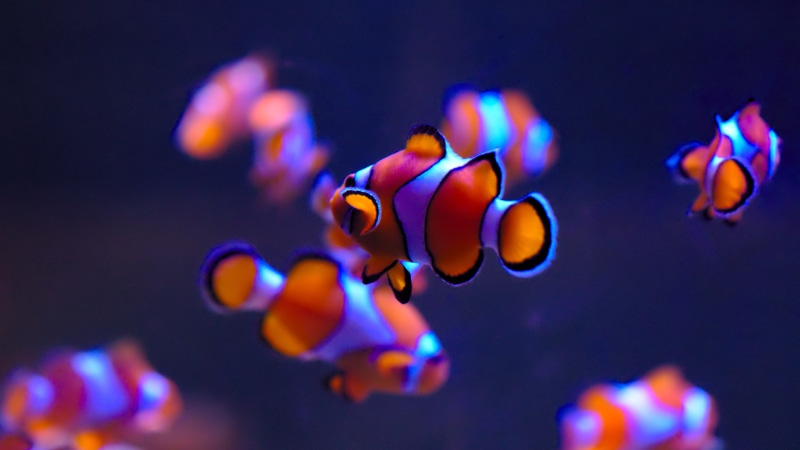 4K, fish, Ultra  HD, clownfish, underwater, Finding Nemo