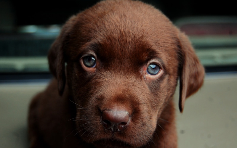 animal eye, animals, animal body part, snout, looking at camera, mammal, no people, young animal, portrait, 2K, pets, puppies, brown, domestic animals