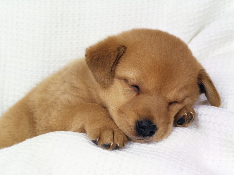 lying down, puppies, sleeping, purebred dog, brown, coated, dog, domestic, resting, canine, softness, indoors, young animal, pets, animal themes, relaxation