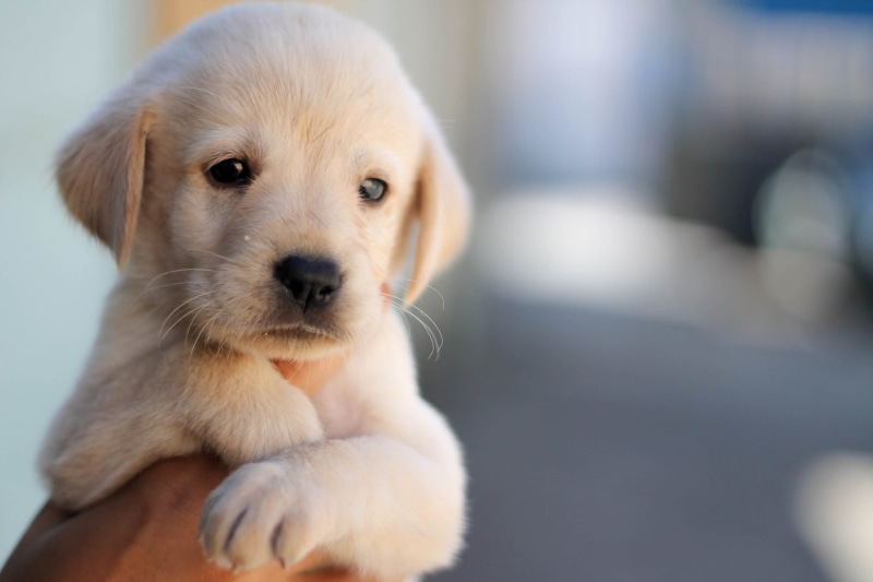 one animal, hand, portrait, no people, innocence, widescreen, HD, pet, close-up, puppy, background, indoors, domestic animals, sitting