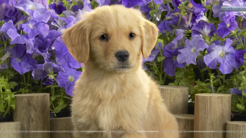short, plant, animal head, looking at camera, golden retriever, puppies, purple flowers, puppy, young animal, brown, retriever, one animal, no people, 1080P
