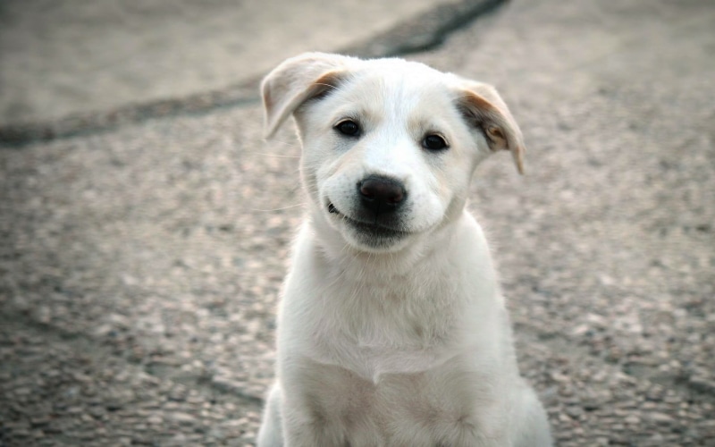 coated, focus on foreground, mammal, puppies, high angle view, no people, domestic animals, short, close-up, day, 1080P, outdoors, one animal, dog, jack russell terrier