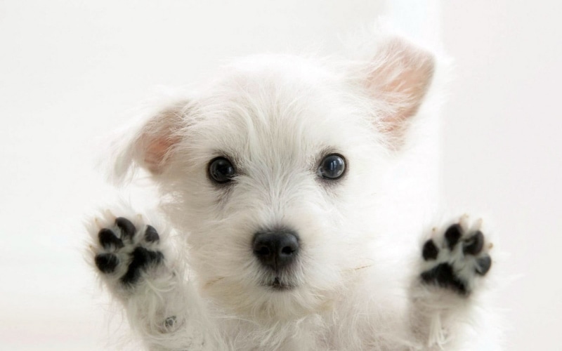 studio shot, puppies, animal eye, white, domestic animals, dog, animals, canine, cute, small, portrait, animal body part, looking at camera, young animal