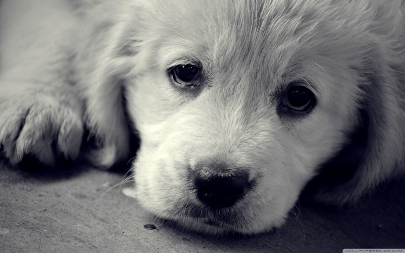 domestic, 2K, animal eye, one animal, whisker, pets, puppy, looking at camera, domestic animals, animal body part, short, vertebrate, no people, portrait
