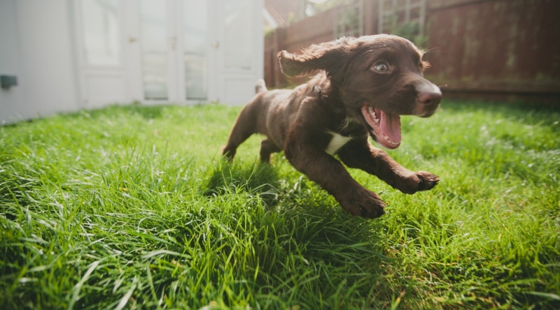 short, green color, dog, outdoors, baby animals, looking, mammal, grass, tan, domestic animals, Run, puppy, one animal, running, coated, animal themes