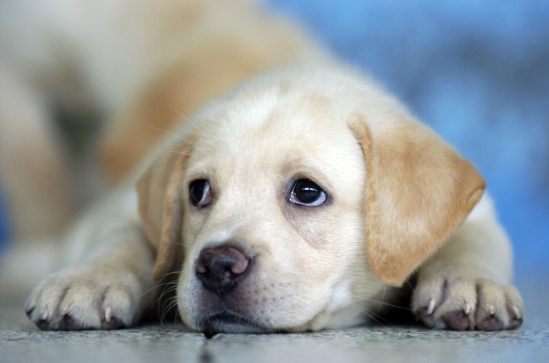 cute animals, dogs, labrador puppies, cute, 1080P, labrador, puppy, animals, puppies
