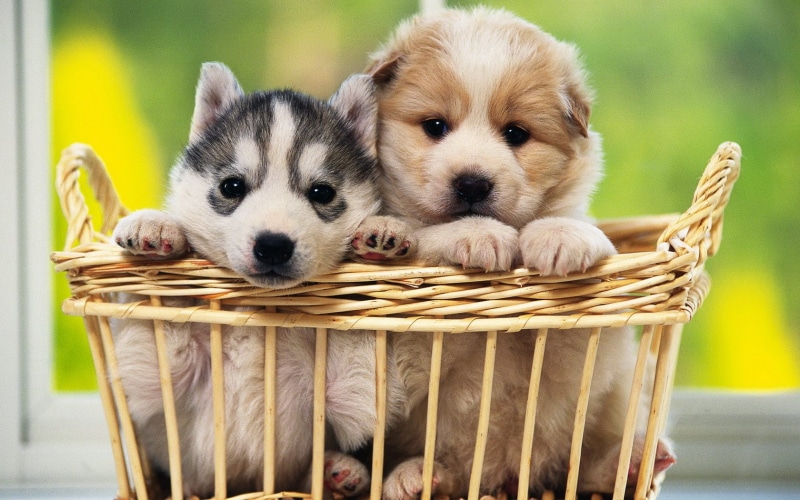 puppies, dog, animals, puppy, coat, basket, two, brown, hd, 720P, short, black