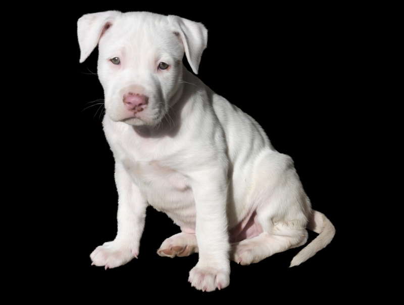 staffordshire, black background, coated, one animal, jack russell terrier, mammal, looking at camera, indoors, animal, studio shot, cute, american, american staffordshire terrier