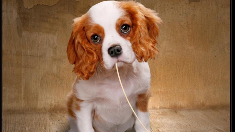 puppy, eyes, cute animals, 1080P, dog, animals, dogs, puppies, pets, puppy dog eyes