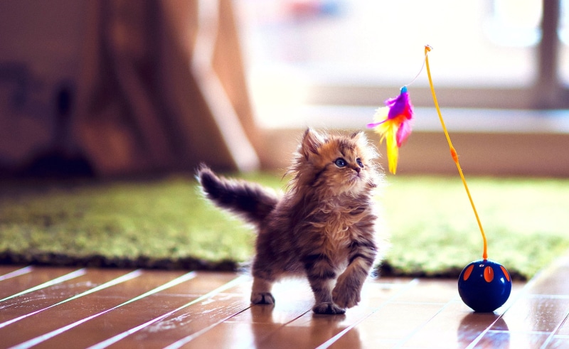 vertebrate, Cute, 2K, one animal, animal, brown, young animal, pets, domestic animals, domestic, whisker, no people, toy, flooring, close-up, Kitten, cat