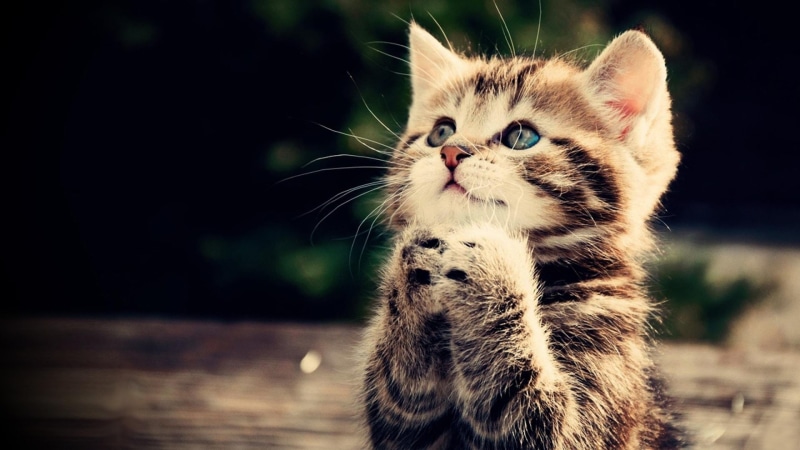 cute, prayer, brown, cat, kitten, animal, 1080P, tabby