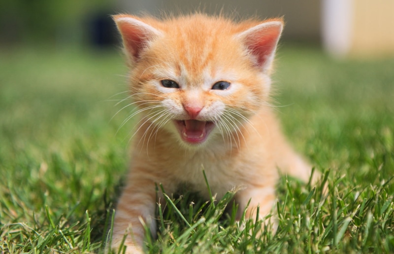 domestic Cat, grass, orange tabby, kitten, young Animal, looking, attack, cute, feline, nature, orange, meowing, 720P, small, domestic Animals, tabby