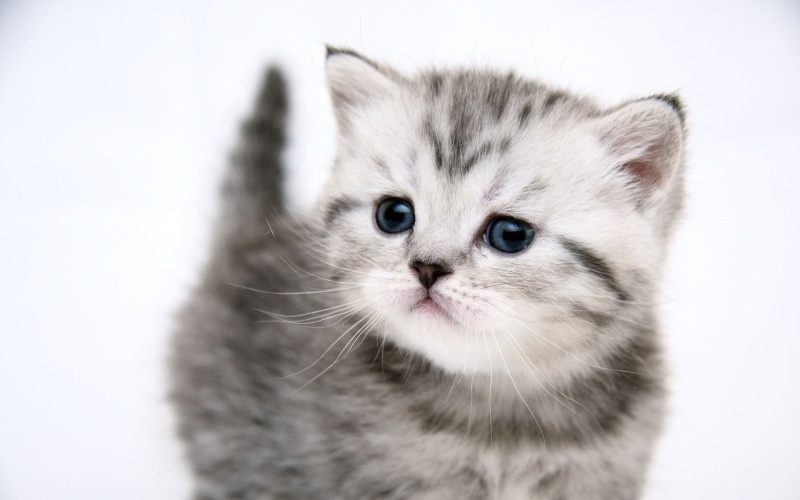 Kitten, 1080P, Cute, tabby, silver, Cat