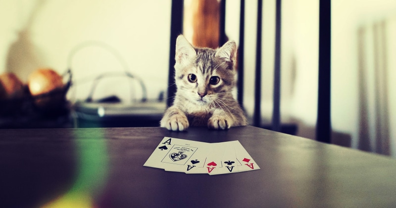 kitten, play, card, silver, maps, tabby, ace, Poker, Paws, Cat, 1080P