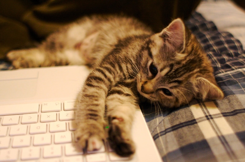 MacBook, Kitten, brown, white, fur, domestic Cat, lying, feline, adorable, tabby, animal, domestic Animals, mammal, kitty, Fact, cute, laptop, abigail