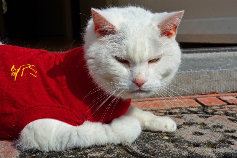 relaxation, 4K, surgery, cat, white, area, fur, close-up, white cat, after surgery, red, black, domestic animals, animal, white color, looking, looking away