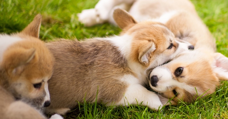 plant, short, domestic, puppies, two animals, baby animals, domestic animals, animals, young animal, relaxation, grass, mammal, group of animals, animal