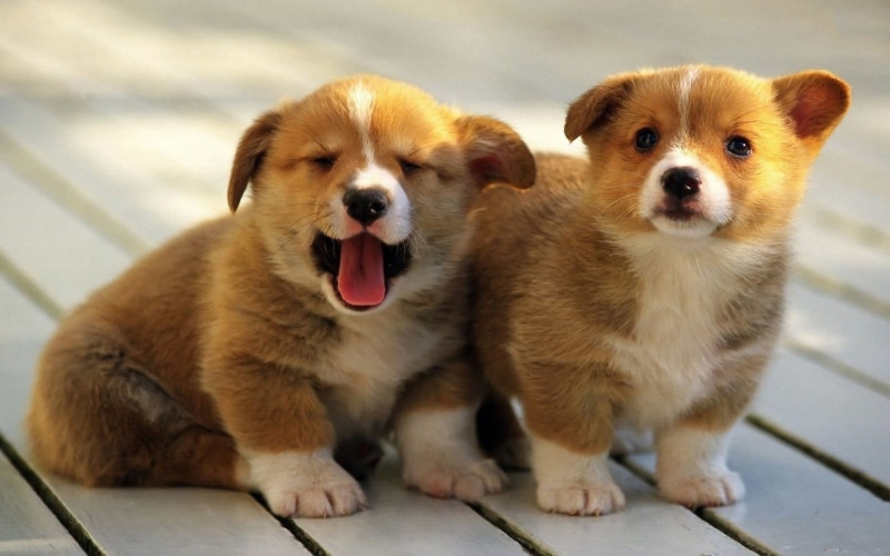canine, puppy, group of animals, vertebrate, dog, no people, mouth open, two animals, animal body part, sticking out tongue, animal themes, young animal