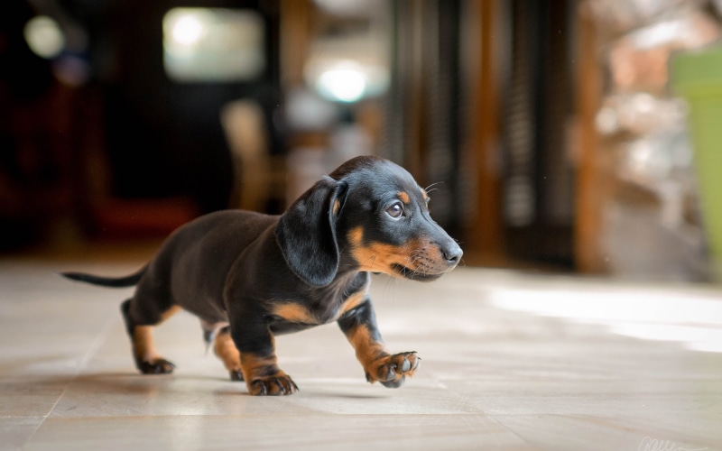 2K, hd, black, smooth, puppy, tan, animals, dachshund, dog