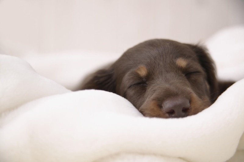 smooth, sleeping, animals, 1080P, puppy, brown