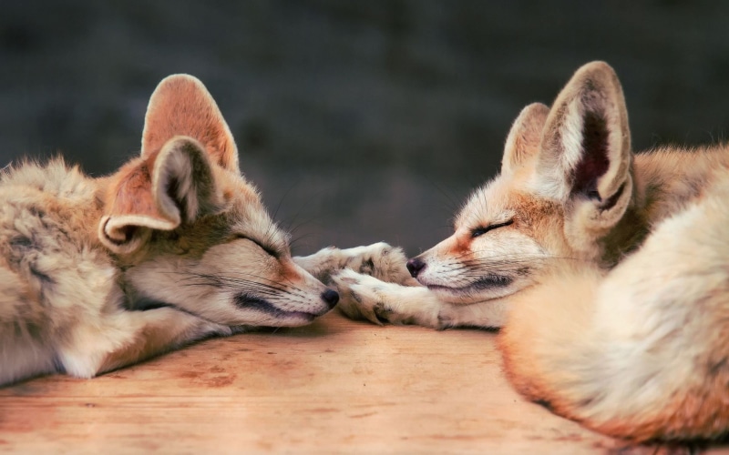 close-up, resting, animal family, fox, domestic animals, feline, 1080P, animal themes, mammal, animal head, animal, pets, two animals, baby, togetherness