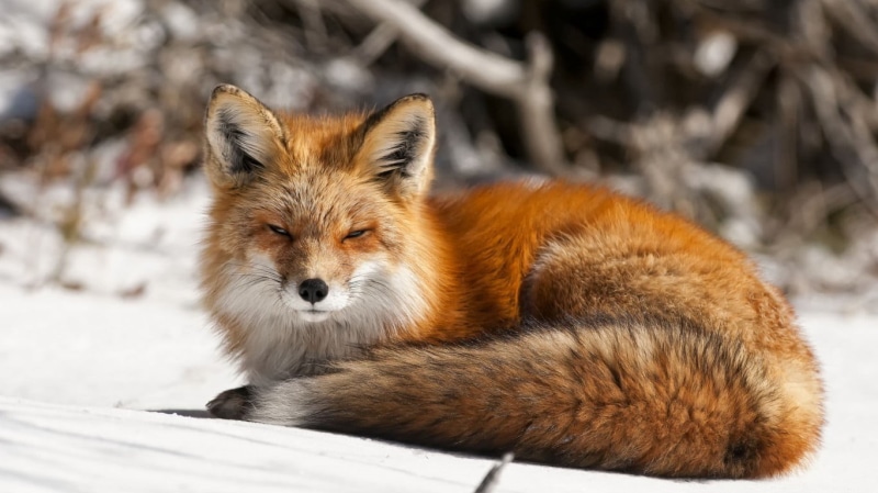 animals in the wild, cold temperature, animal themes, mammal, canine, nature, hair, focus on foreground, animal head, animal wildlife, 720P, animals, fox