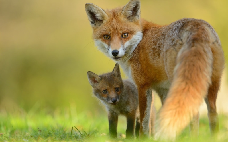 close, Fox, Back, 1080P, Animals, Cub, Look