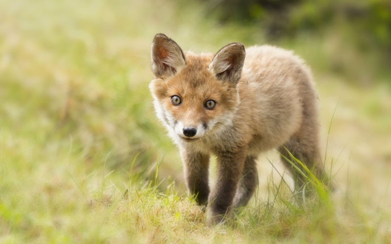 animal, 2K, no people, baby animals, mammal, brown, field, selective focus, looking at camera, portrait, one animal, green, animals, vertebrate, daytime