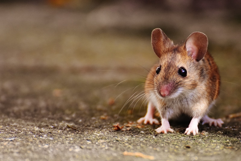 domestic, land, selective, apodemus sylvaticus, day, photography, looking at camera, fur, vertebrate, animal, mice, Cute, animal wildlife, domestic animals