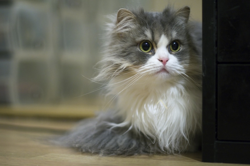 looking, domestic Animals, animal, kitten, white, small, gray, cute, long, domestic Cat, d90, Attention, cat, pets, 4K, fur, nikon, young Animal, Eyes