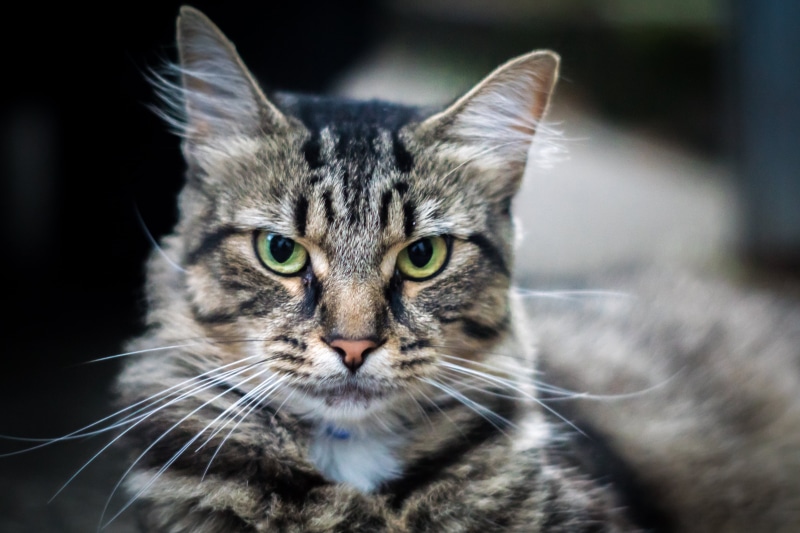 gray, looking, maxxum, prime, cat, Neighborhood, Friendly, domestic Animals, whisker, domestic Cat, focus, sony  alpha, tabby cat, selective, pet, kitten