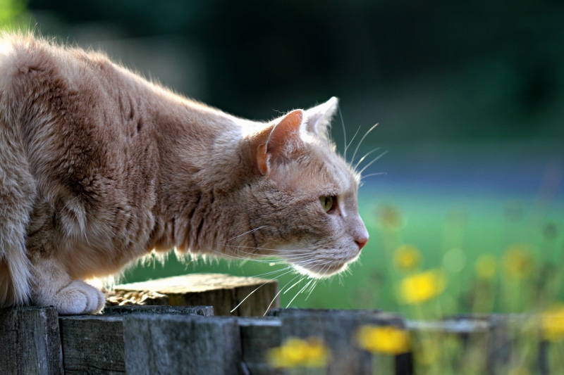flowers, Saturday  morning, buff, feline, mammal, tabbies, selective focus, brown, nature, outdoors, beige, yellow, photo, domestic Animals, pets, slab