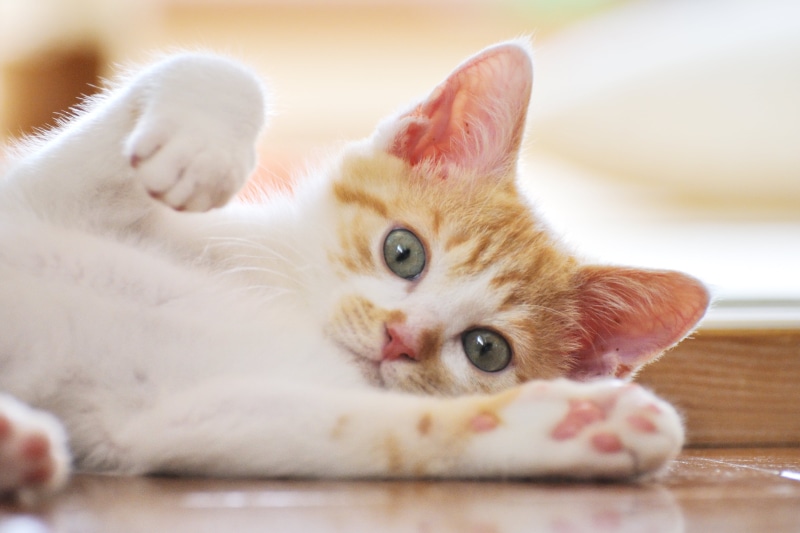 cat, domestic Animals, kitten, animal, young Animal, feline, lying, cute, small, 4K, pets, brown, surface, orange, white, mammal, white cat, wooden, domestic