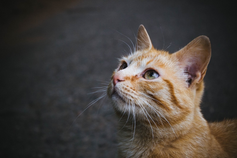 mammal, tabby cat, street, domestic Cat, whisker, color, photography, beautiful, outdoor, pets, orange tabby, cat  cat, looking, meow, 4K, canon, orange